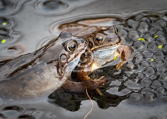 Common Frog