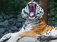 Amur Tiger Mouth Wide Open