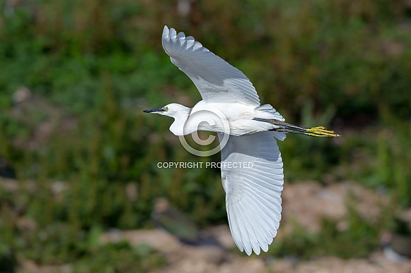 Little Egret