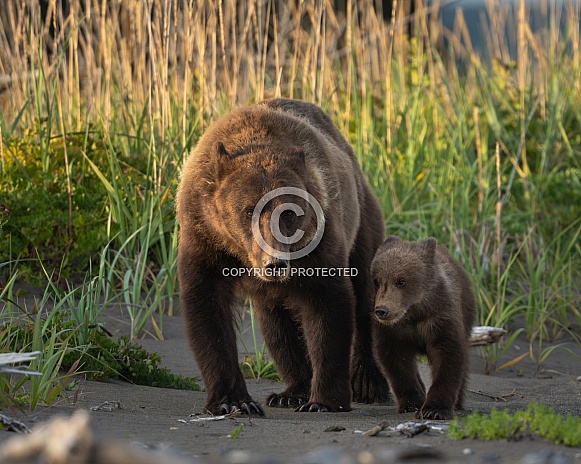 Sow and cub walking together at sunset