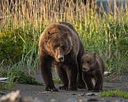 Sow and cub walking together at sunset