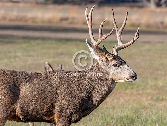 Mule Deer Mule Deer
