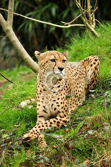 Cheetah (Acinonyx jubatus)