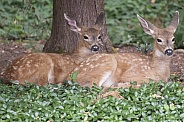 A Pair of Baby Blacktail Deer Laying Down in the Woods