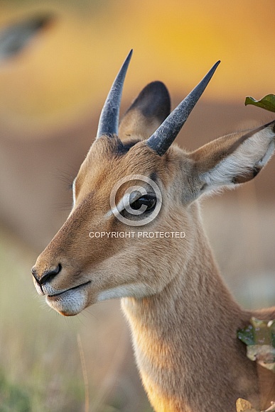 Young male Impala - Botswana Young male Impala - Botswana