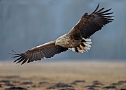 White tailed eagle or European Eagle