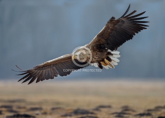 White tailed eagle or European Eagle