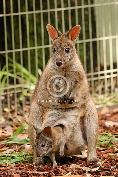 Pademelon and Joey Pademelon and Joey