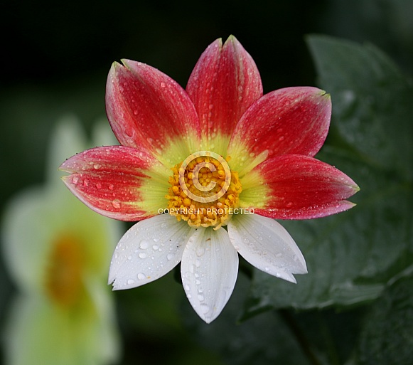 Dahlia with three white petals