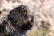 Schapendoes (Dutch sheepdog)