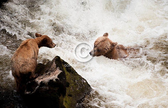 A mother grizzly bear and a cub