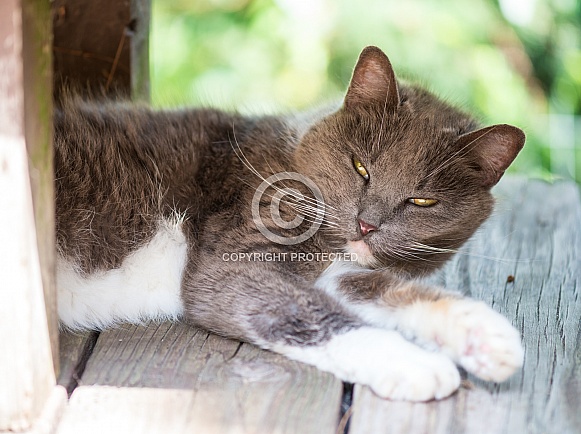A gray and white cat