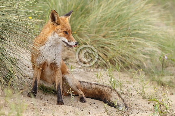 Red fox