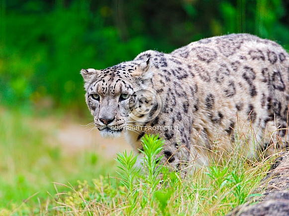 Snow Leopard