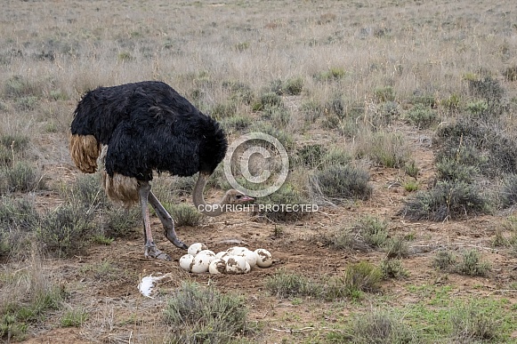 Ostrich with Nest - Male Ostrich with Nest - Male