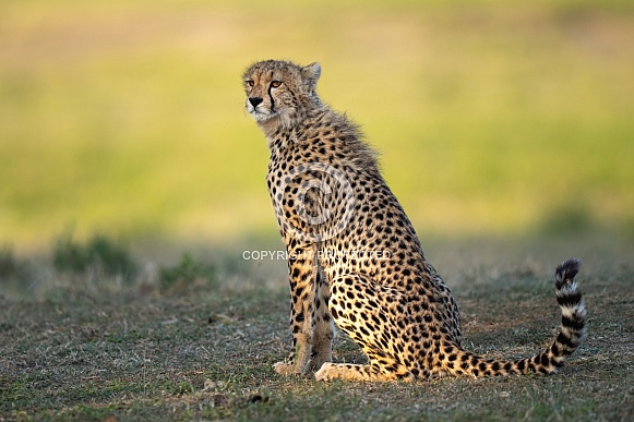 Older cheetah cub on the Serengeti plains Older cheetah cub on the Serengeti plains
