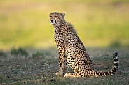 Older cheetah cub on the Serengeti plains