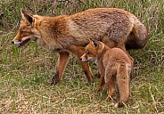 Red Fox with cub (vulpes vulpes)