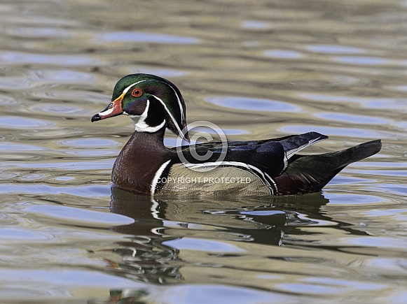 Male Wood Duck in a Pond