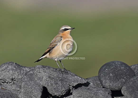 Wheatear