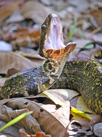 Cottonmouth Cottonmouth