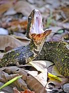 Cottonmouth
