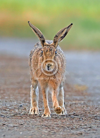 Brown Hare