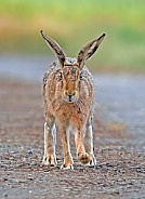 Brown Hare