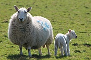 Welsh Sheep