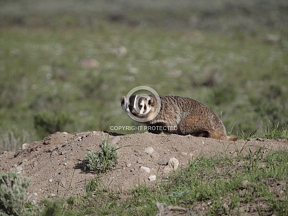 American Badger American Badger