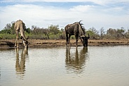 Kudu and Wildebeest at Waterhole