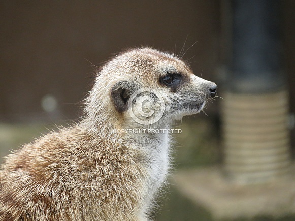 Meerkat Profile