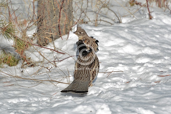 Ruffed Grouse Ruffed Grouse