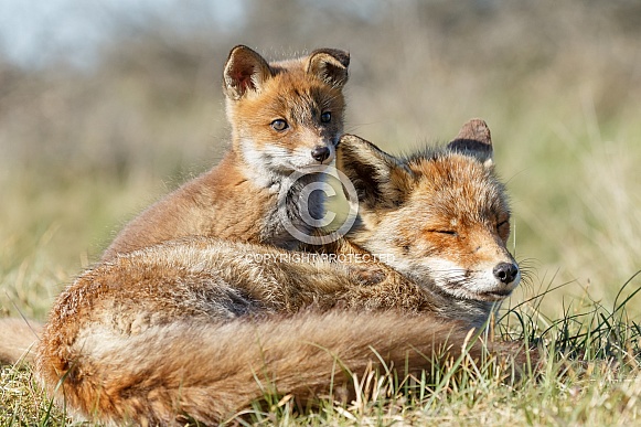 Red fox cubs Red fox cubs