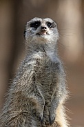 Meerkat