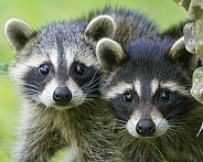 Raccoons