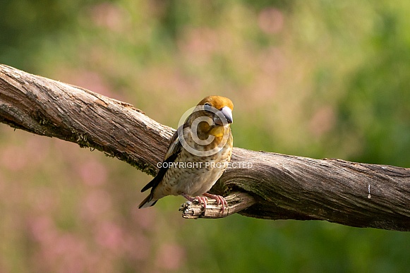 Juvenile Hawfinch