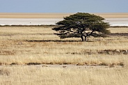 Salt Pan - Etosha National Park - Namibia