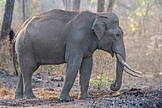 Lone Tusker (The Asian Male Elephant)