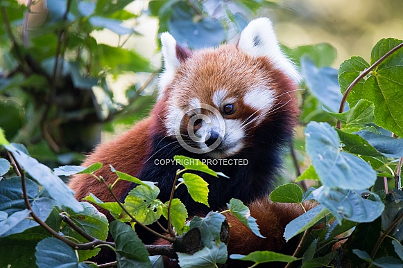 Red panda Red panda