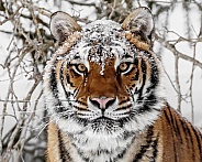 Siberian Tiger-Snow Capped Siberian