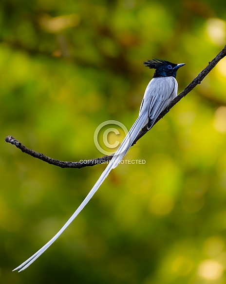 Indian Paradise Flycatcher Indian Paradise Flycatcher