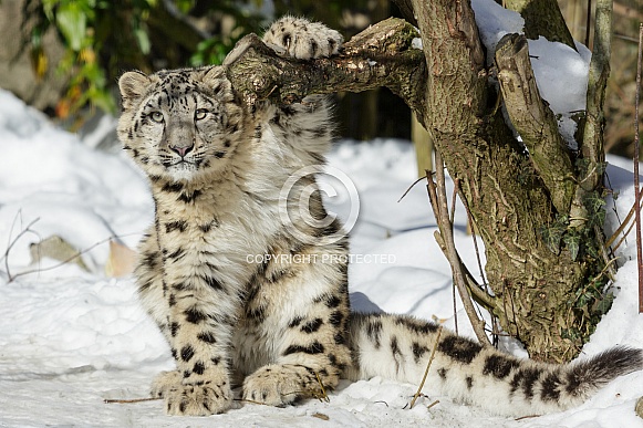 Snow Leopard Cub