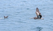 Brown pelican flying over the water
