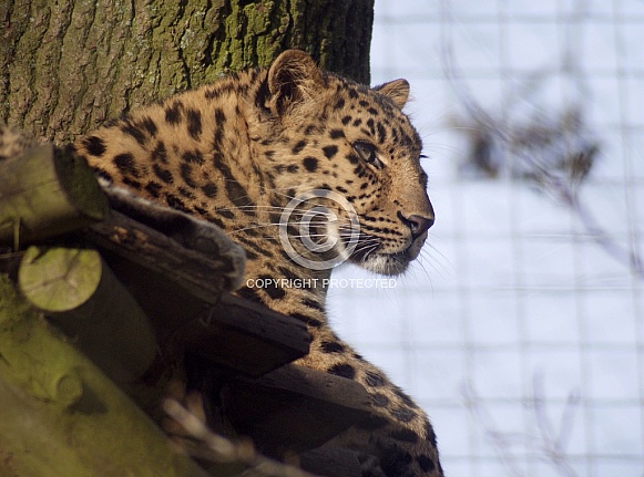Leopard