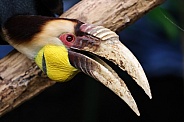 Wreathed hornbill (Rhyticeros undulatus).