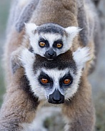 Ring-Tailed Lemur