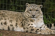 Snow Leopard