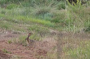 Black-tailed jackrabbit, American desert hare, Lepus californicus