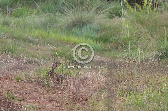 Black-tailed jackrabbit, American desert hare, Lepus californicus